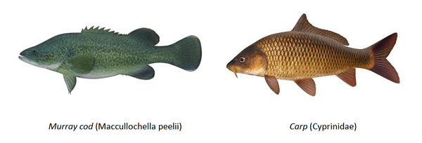 An image of two fish. One is a Murray cod and the other is a Carp