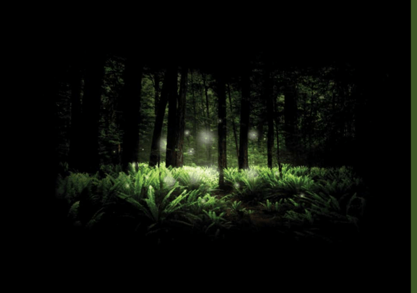 A forest with glowing white orbs.