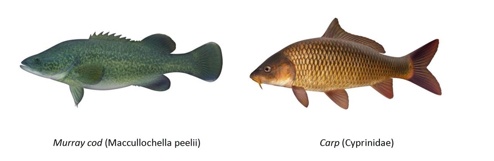 An image of two fish. One is a Murray cod and the other is a Carp.